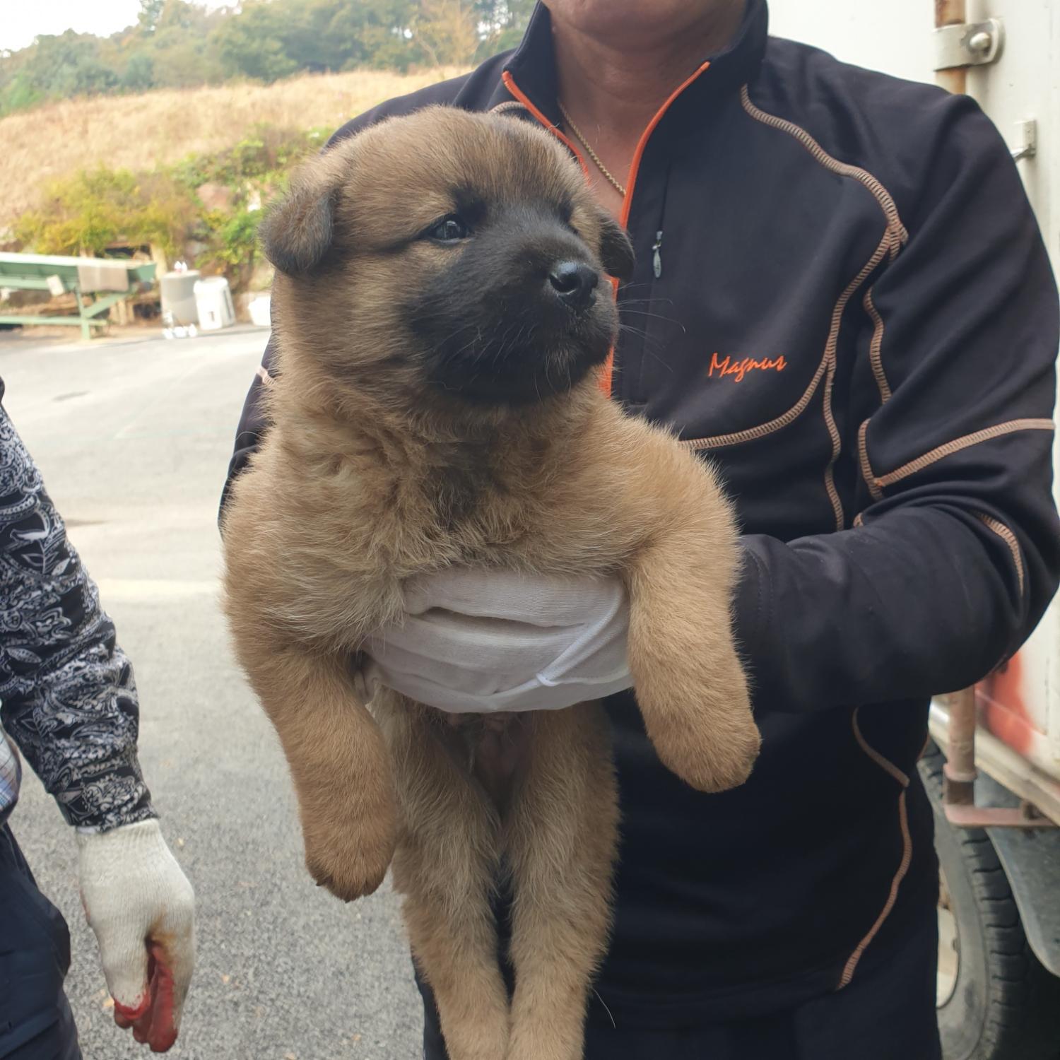 남양동물보호센터_441553202302967