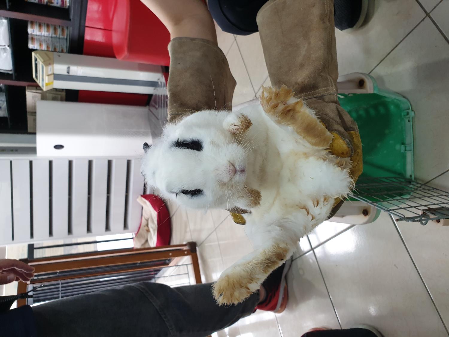 홍익동물병원_411313202300821
