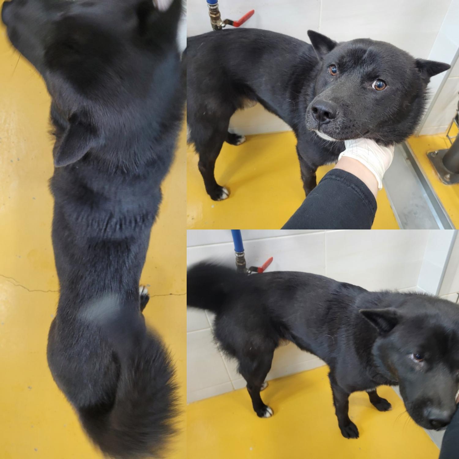 논산시 동물보호센터_444454202300880