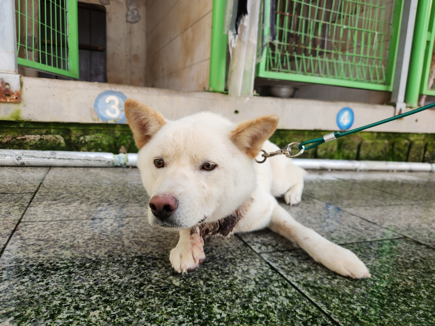 광주 동물보호소_429362202300996