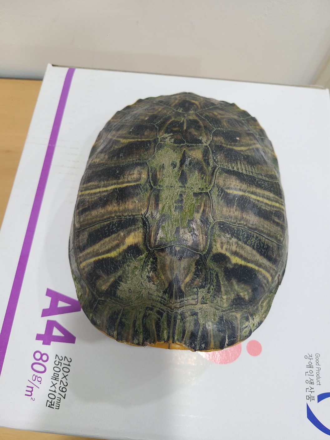 종료(안락사) 붉은…