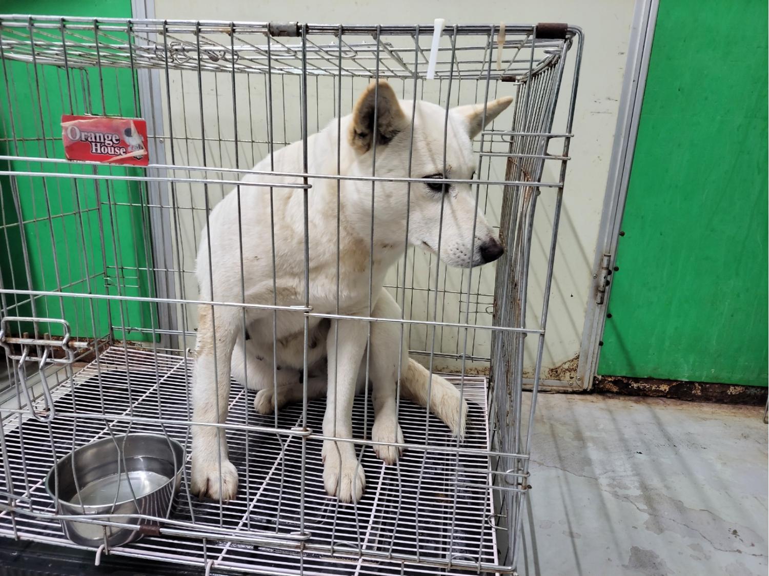 고양시동물보호센터_441394202302330