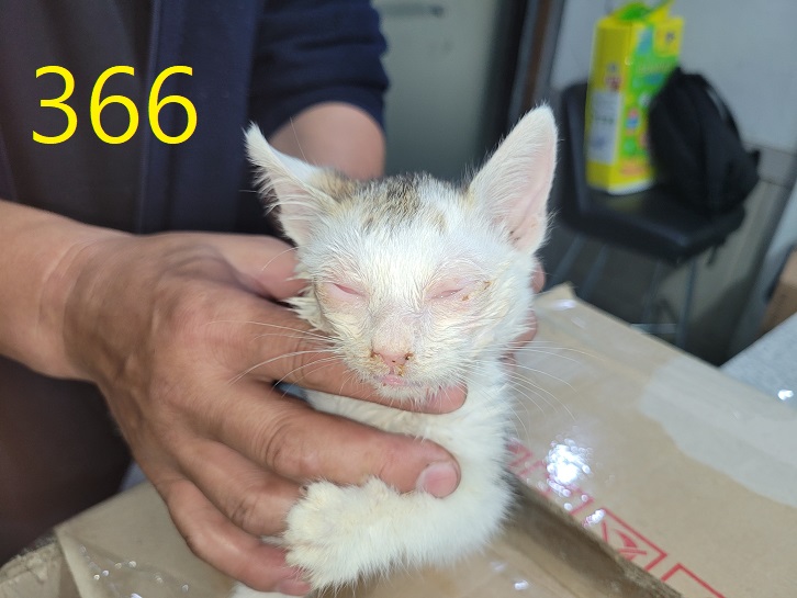 보호중 한국 고양이…