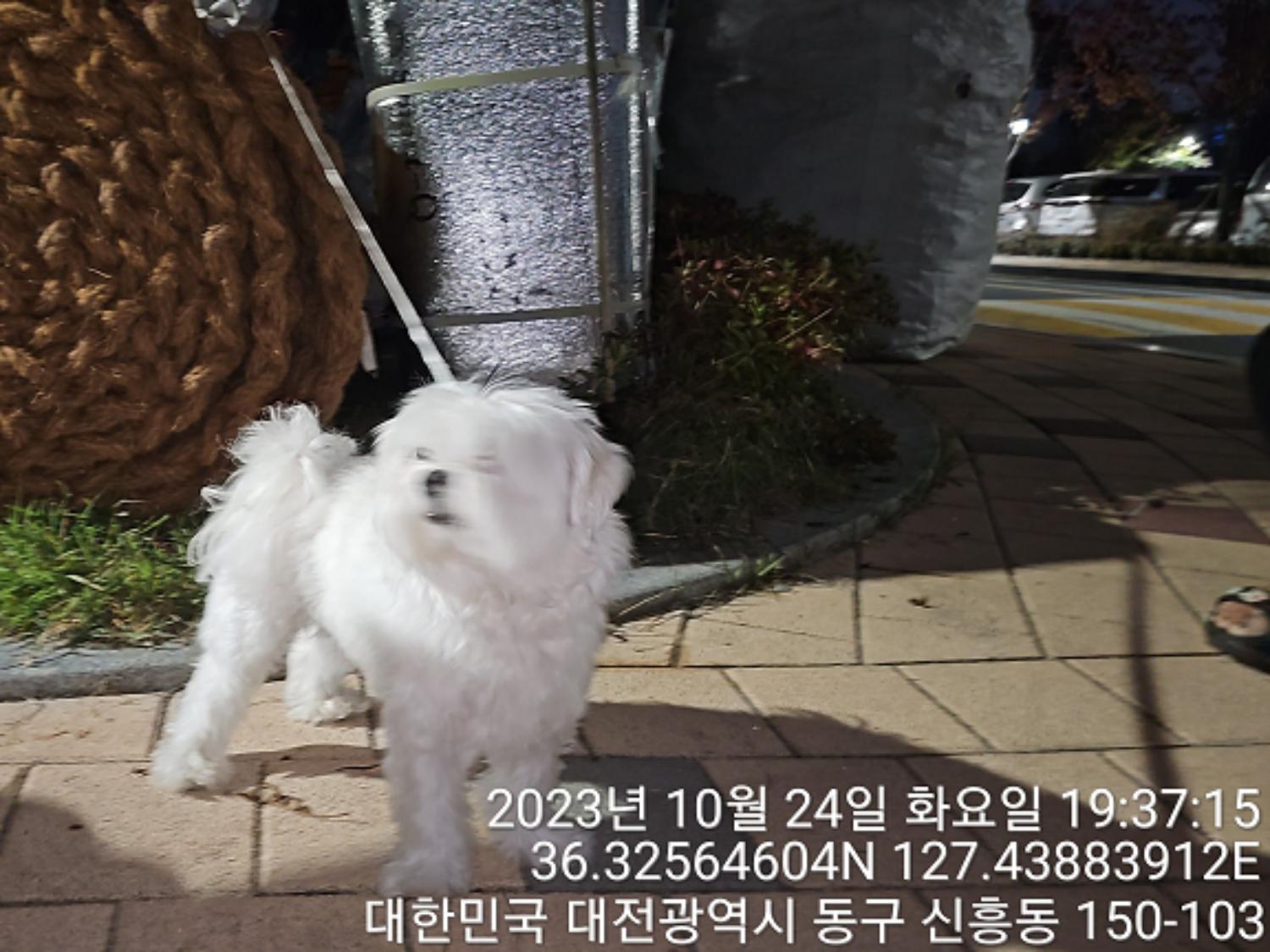종료(반환) 말티즈…