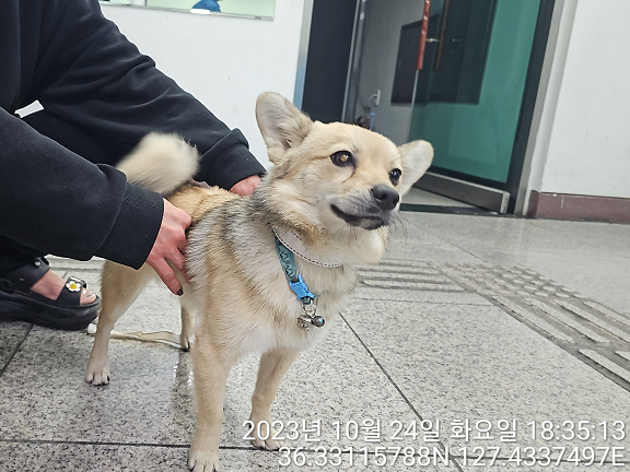 종료(반환) 믹스견…