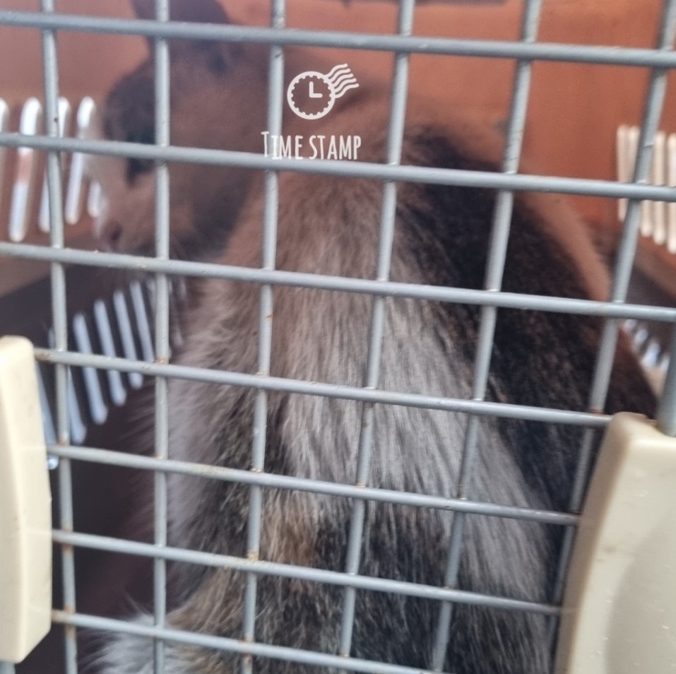 울산유기동물보호센터_431369202300758