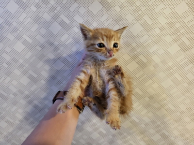 보호중 한국 고양이…