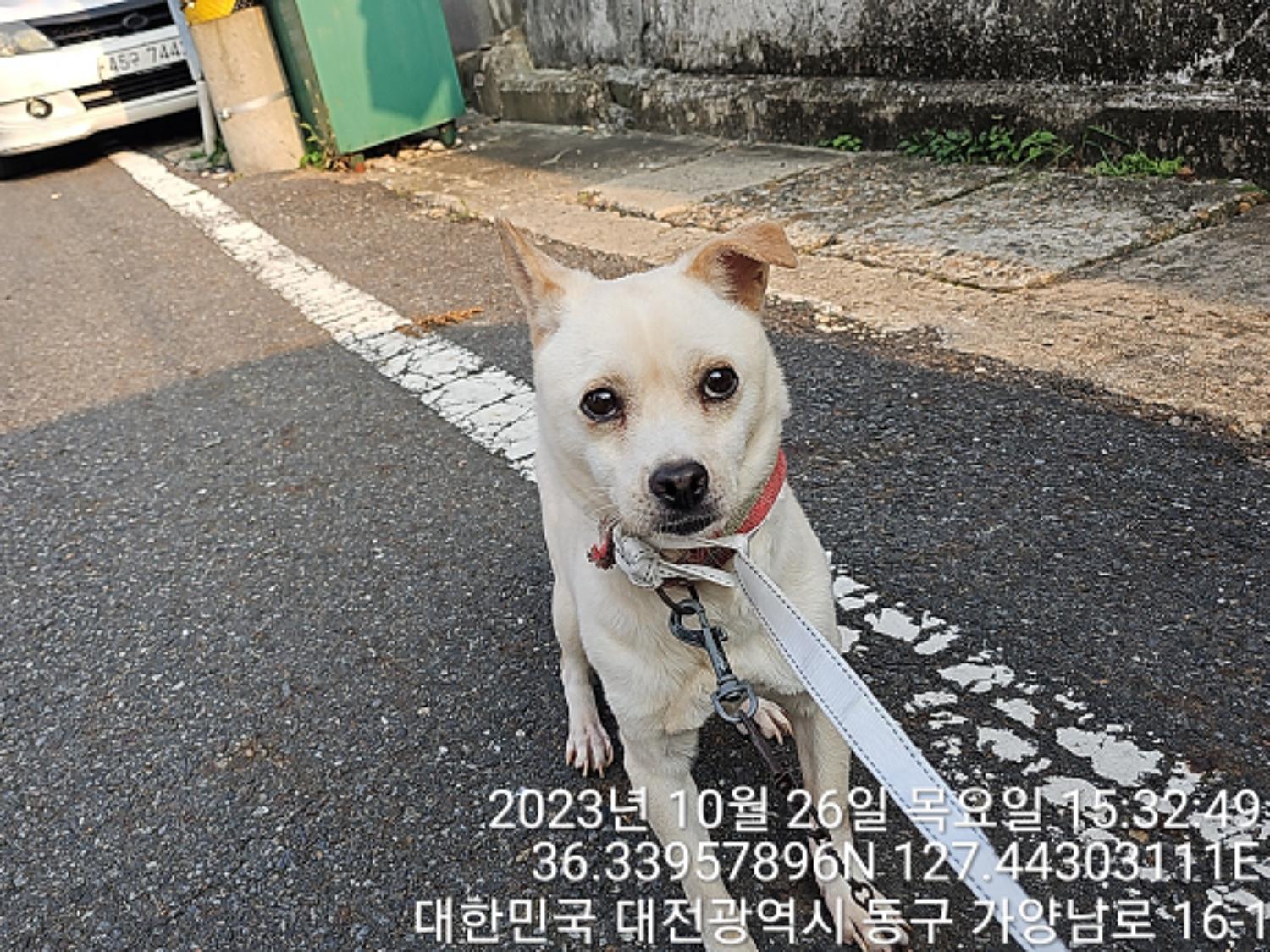 보호중 믹스견의 가…
