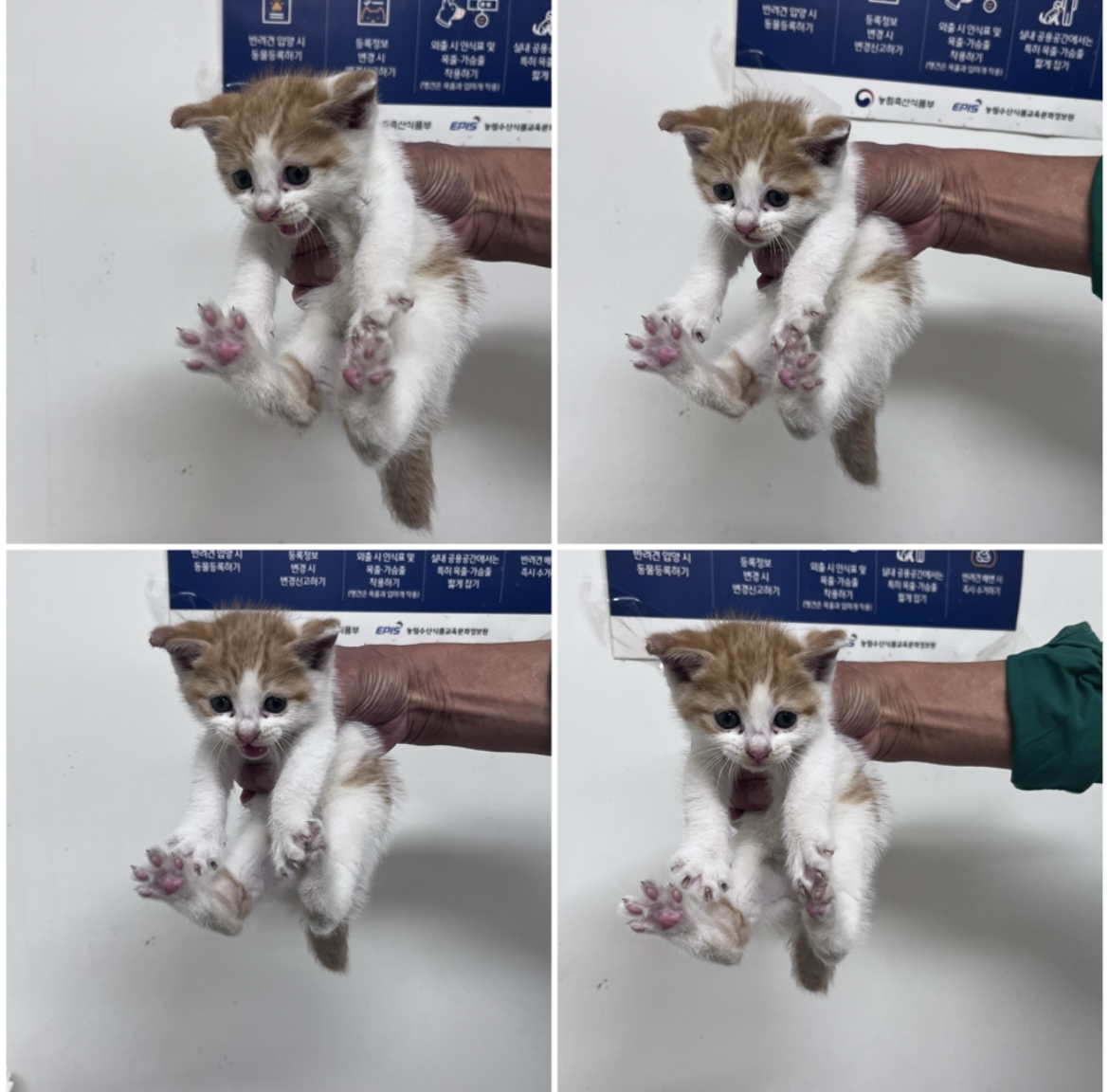천안시유기동물보호소_444449202302263