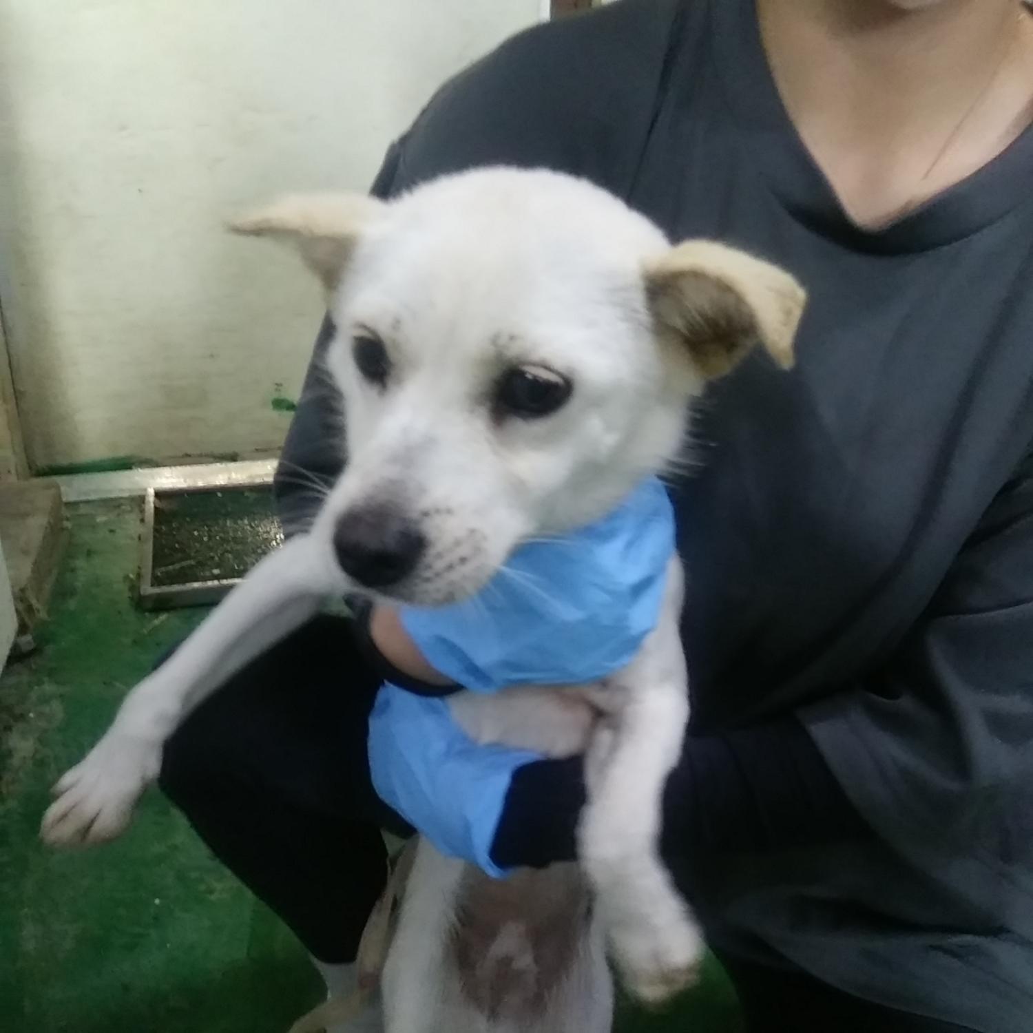 인천수의사회유기동물_428358202300241