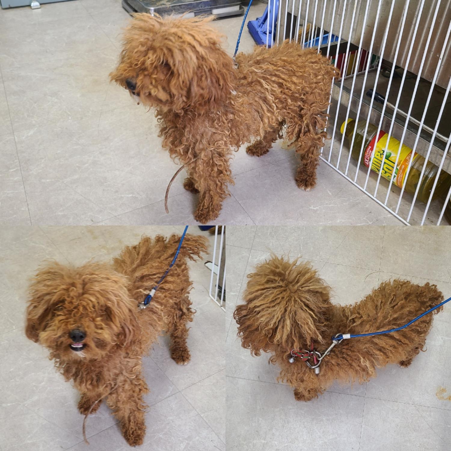 논산시 동물보호센터_444454202300930