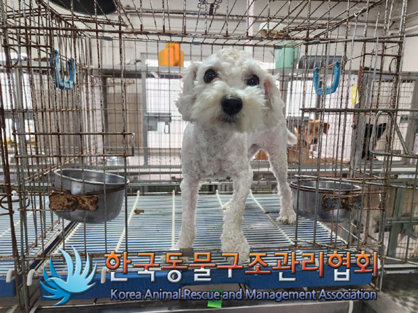 보호중 푸들의 가족…