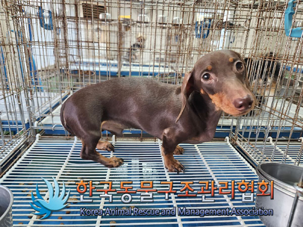 한국동물구조관리협회_411316202300805