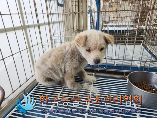 종료(자연사) 믹스…