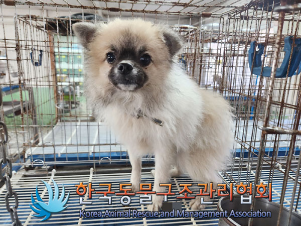 한국동물구조관리협회_441406202301642