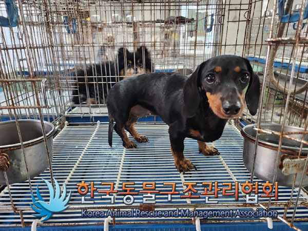 한국동물구조관리협회_411316202300804