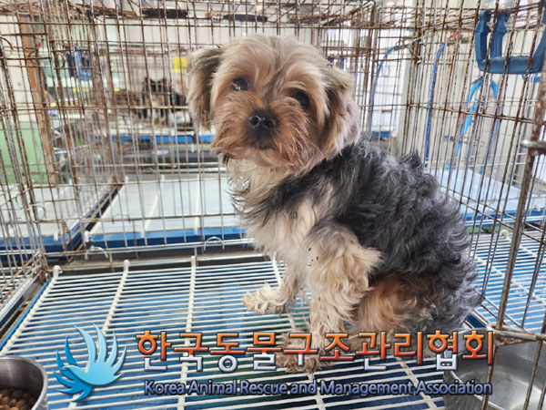종료(반환) 요크셔…