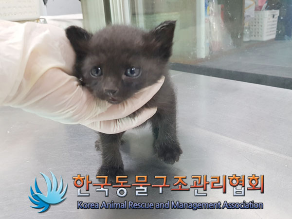 한국동물구조관리협회_411311202300853