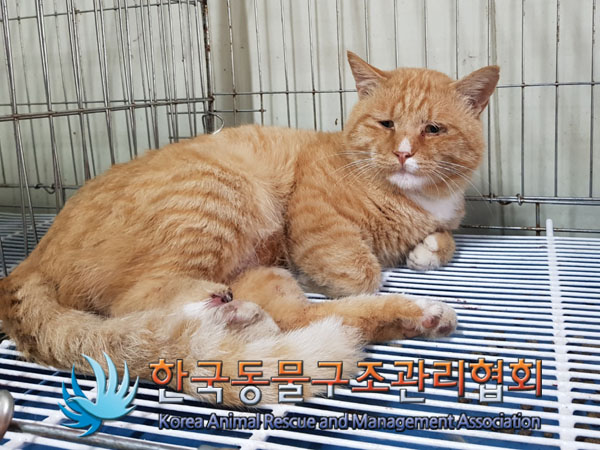 종료(안락사) 한국…