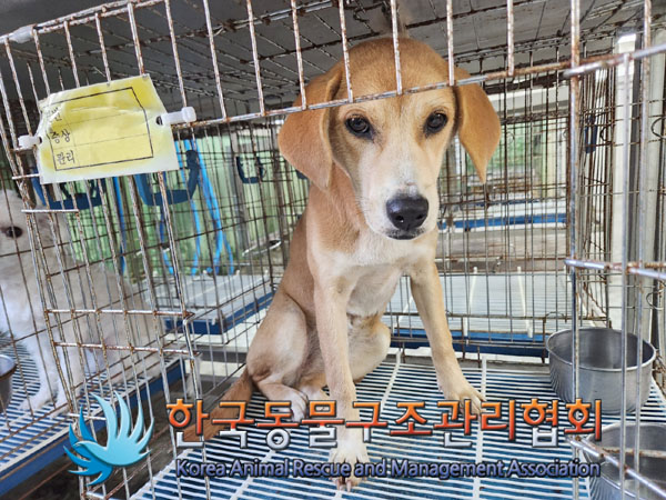 한국동물구조관리협회_441409202301717