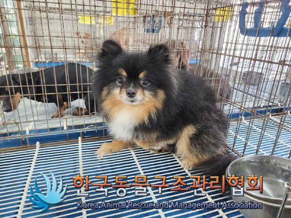 종료(반환) 포메라…