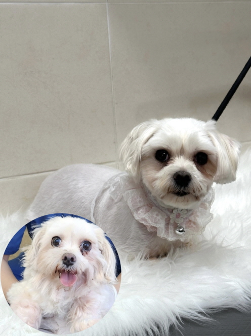 춘천시 동물보호센터_442418202300994