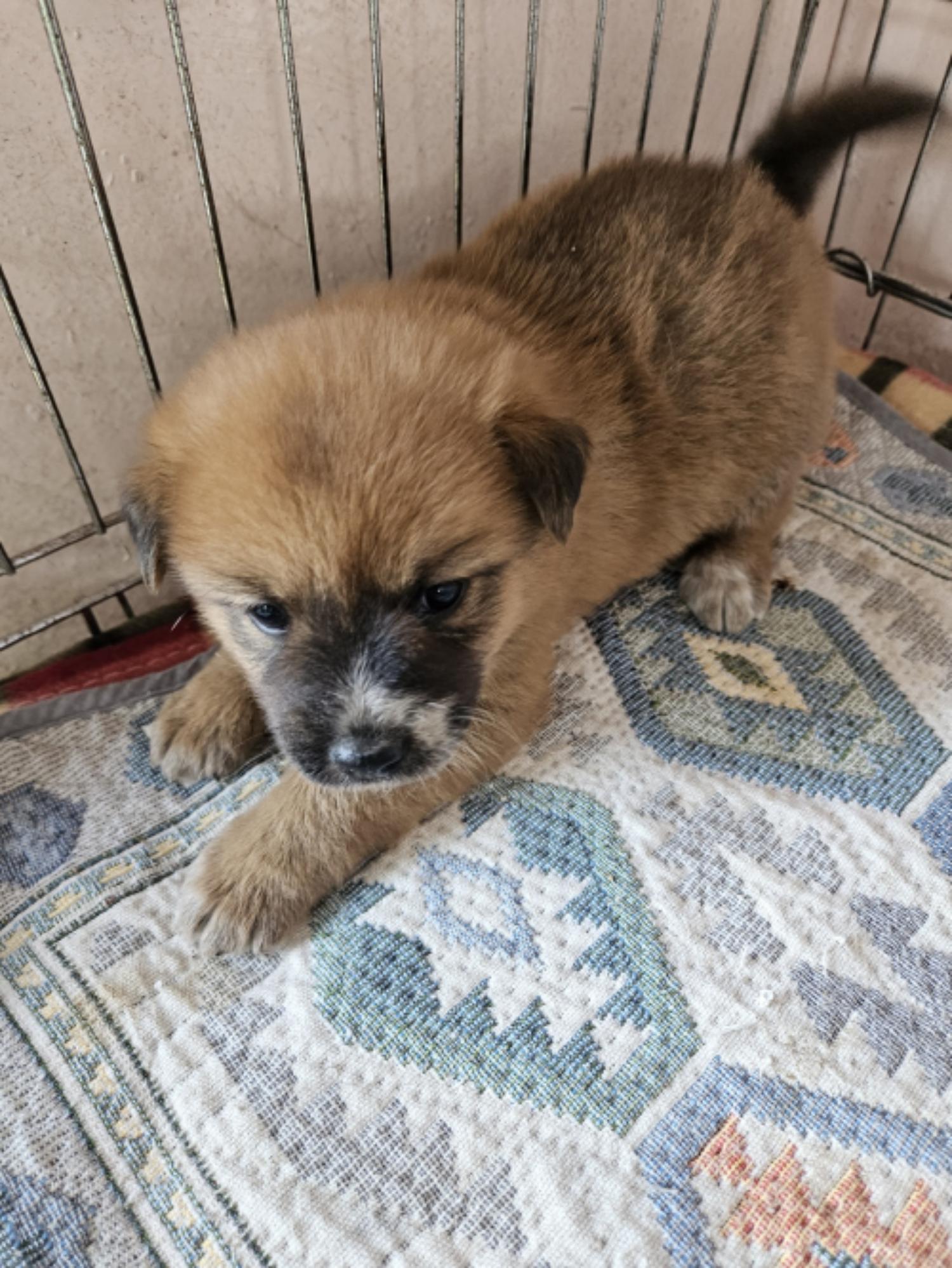 유기동물및관리협회_448535202301510