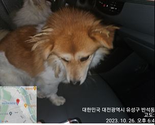 종료(반환) 믹스견…