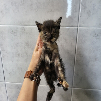 누리동물병원_426333202300815