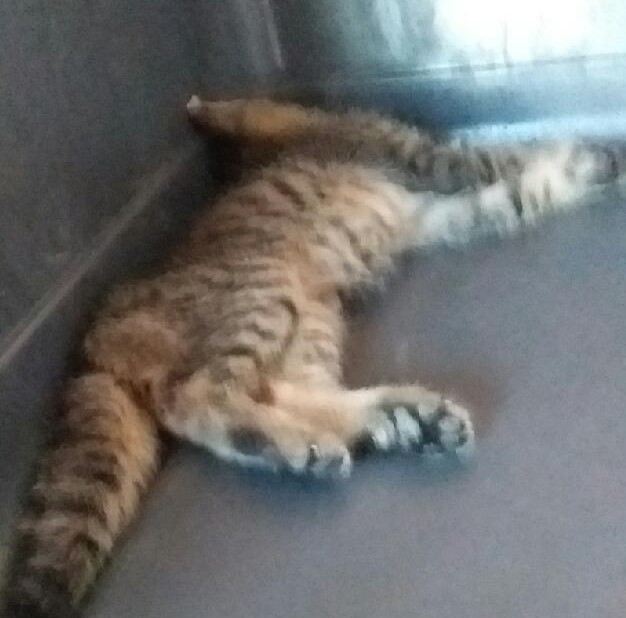 대구유기동물보호협회_427344202300331
