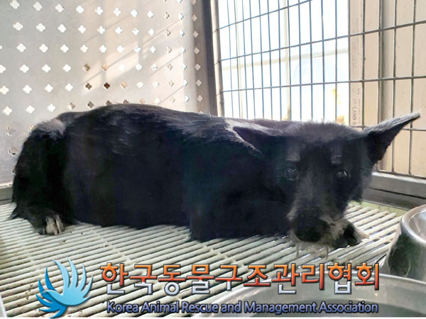 한국동물구조관리협회_441559202301014