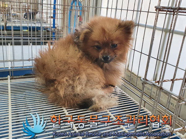 한국동물구조관리협회_441559202301013