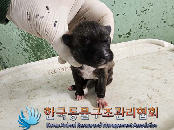 종료(자연사) 믹스…