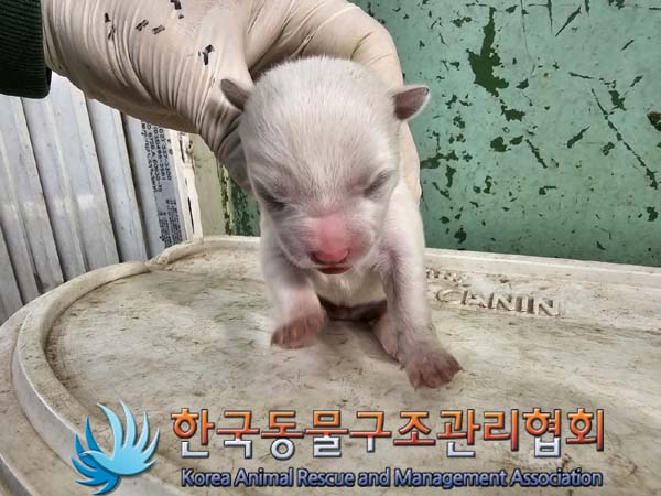 종료(입양) 믹스견…