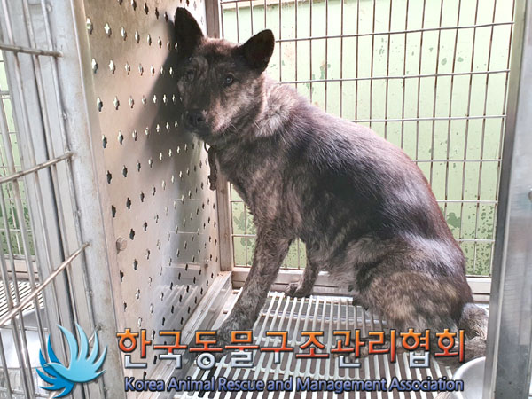 종료(안락사) 믹스…