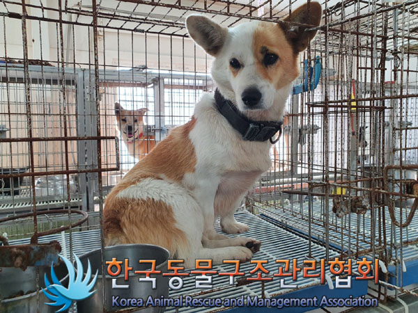 보호중 믹스견의 가…