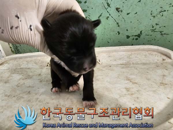 종료(안락사) 믹스…