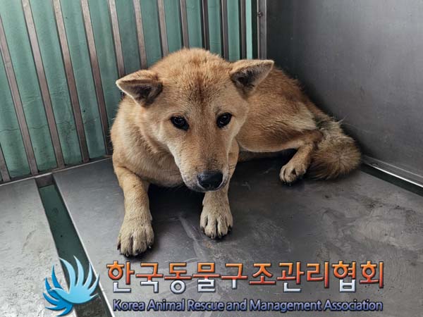 종료(안락사) 믹스…