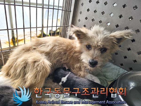종료(안락사) 믹스…