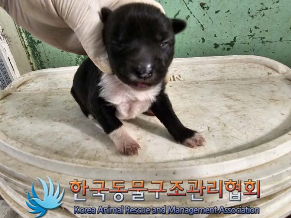한국동물구조관리협회_441559202301019