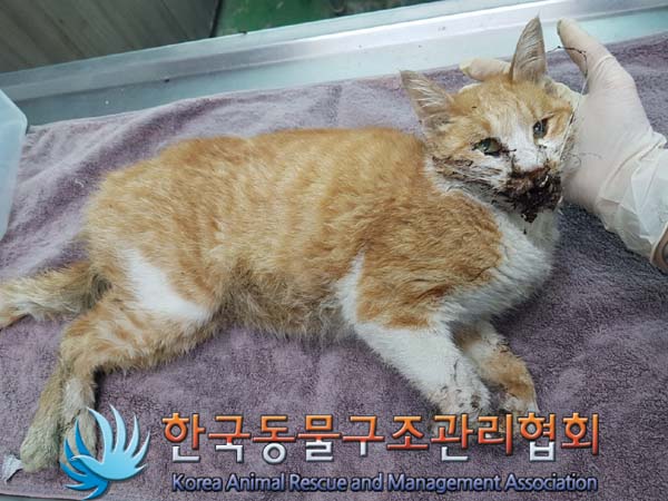 한국동물구조관리협회_411311202300856