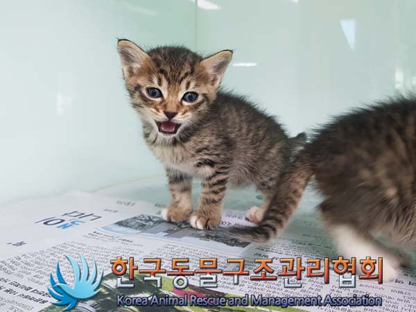한국동물구조관리협회_441559202301025