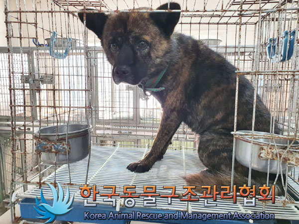 종료(안락사) 믹스…