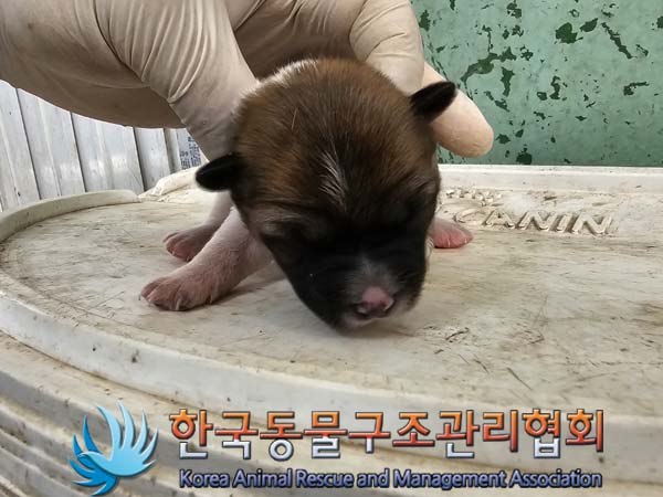 한국동물구조관리협회_441559202301017