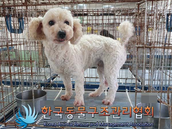 보호중 푸들의 가족…