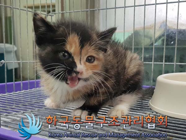 종료(자연사) 한국…