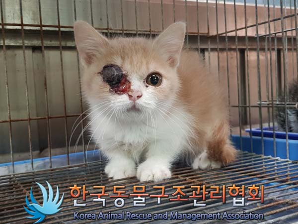 종료(입양) 믹스묘…
