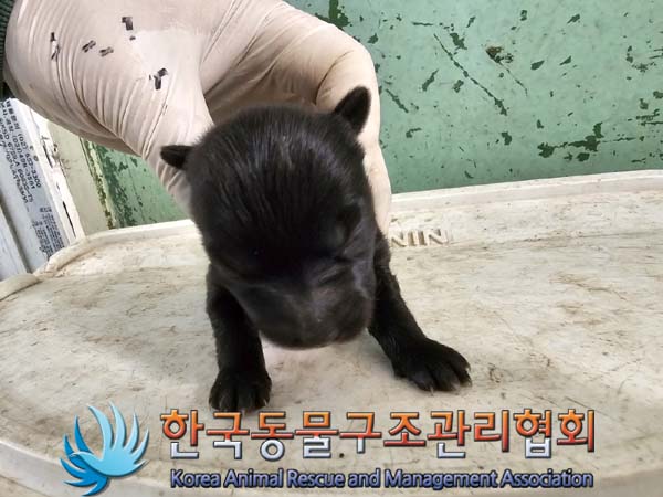 종료(자연사) 믹스…