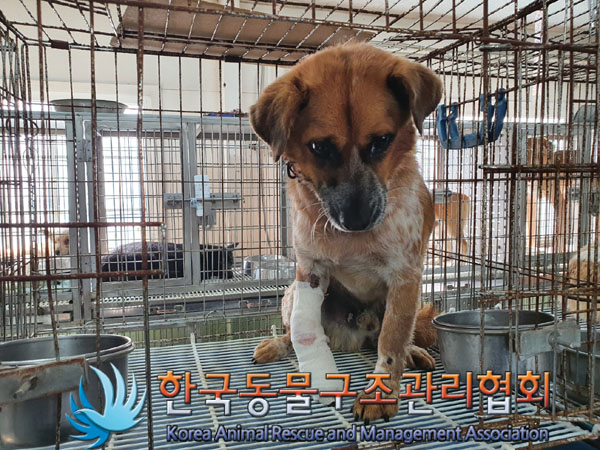 종료(안락사) 믹스…