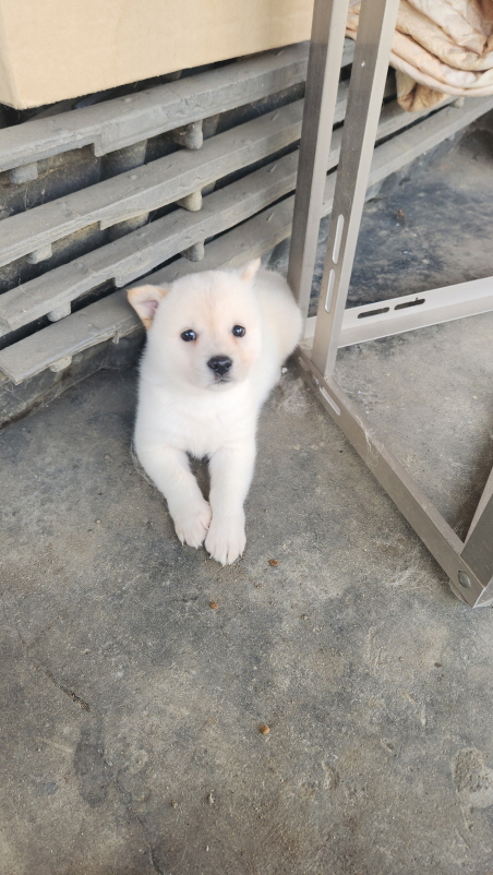 익산유기동물보호소_445468202302130